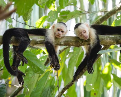 Monkeys on the hiking trails at Taru
