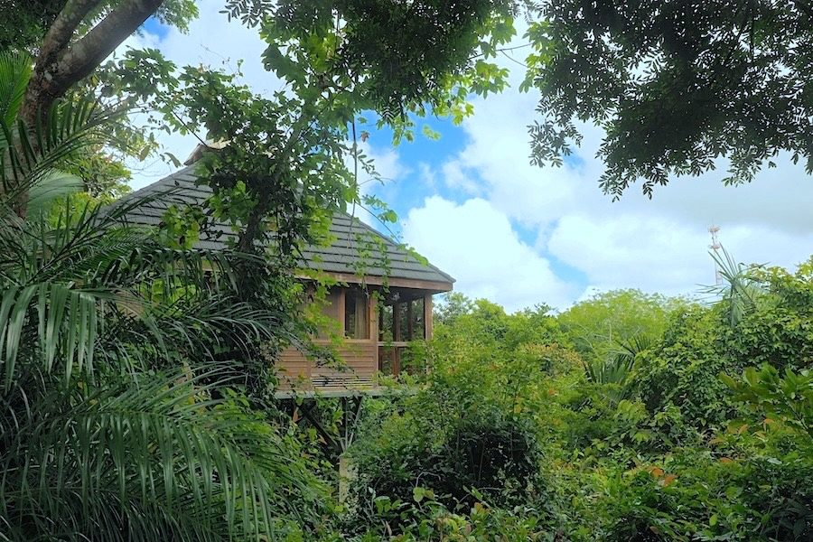 Jungle Canopy Bungalow