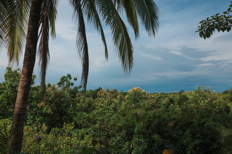Palm trees and forest canopy view from the Oceanview Studio