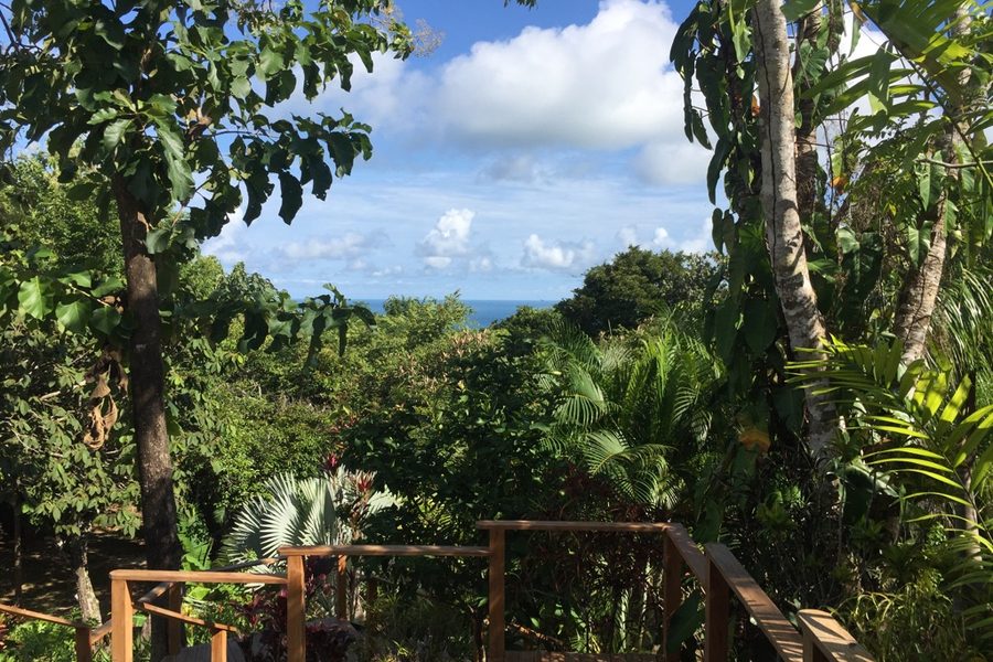 Ocean on the horizon beyond the rainforest from the Oceanview Studio deck